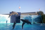 delfins